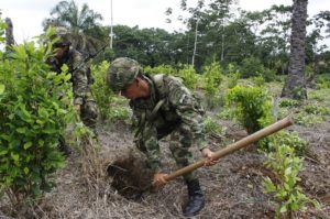 Erradicación Nasa de Putumayo